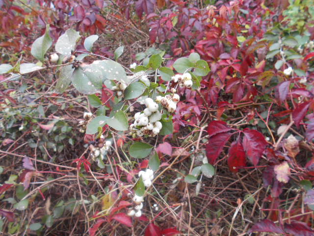 DSCN6138.JPG