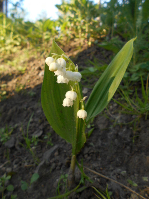 DSCN0590.JPG