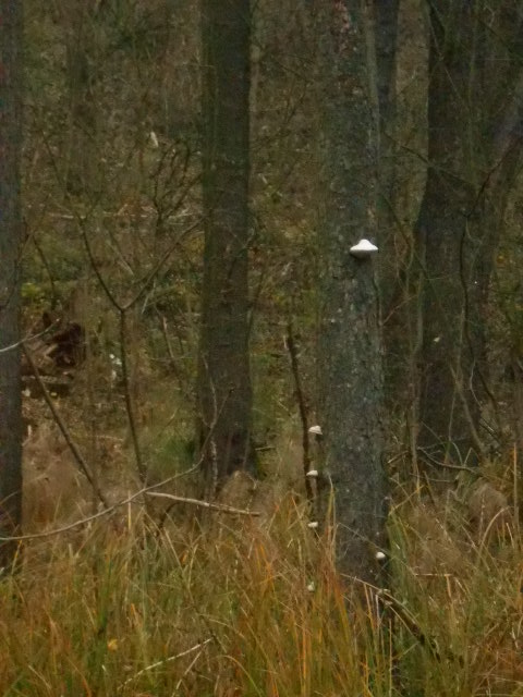 DSCN7779.JPG